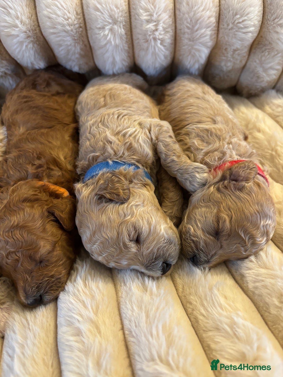 Maltipoo dogs for sale: 🌟Stunning Litter of Teddy🧸DNA tested Maltipoos  - Advert 2