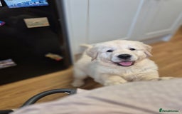 Golden Retriever dogs for sale: Golden retriever puppies  - Image 6