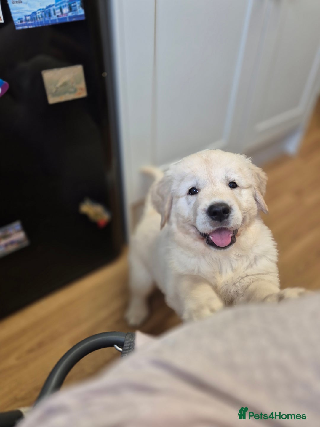 Golden Retriever dogs for sale: Golden retriever puppies  - Image 6