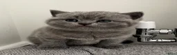 British Shorthair cats for sale: Beautiful BSH Kittens - Advert 2