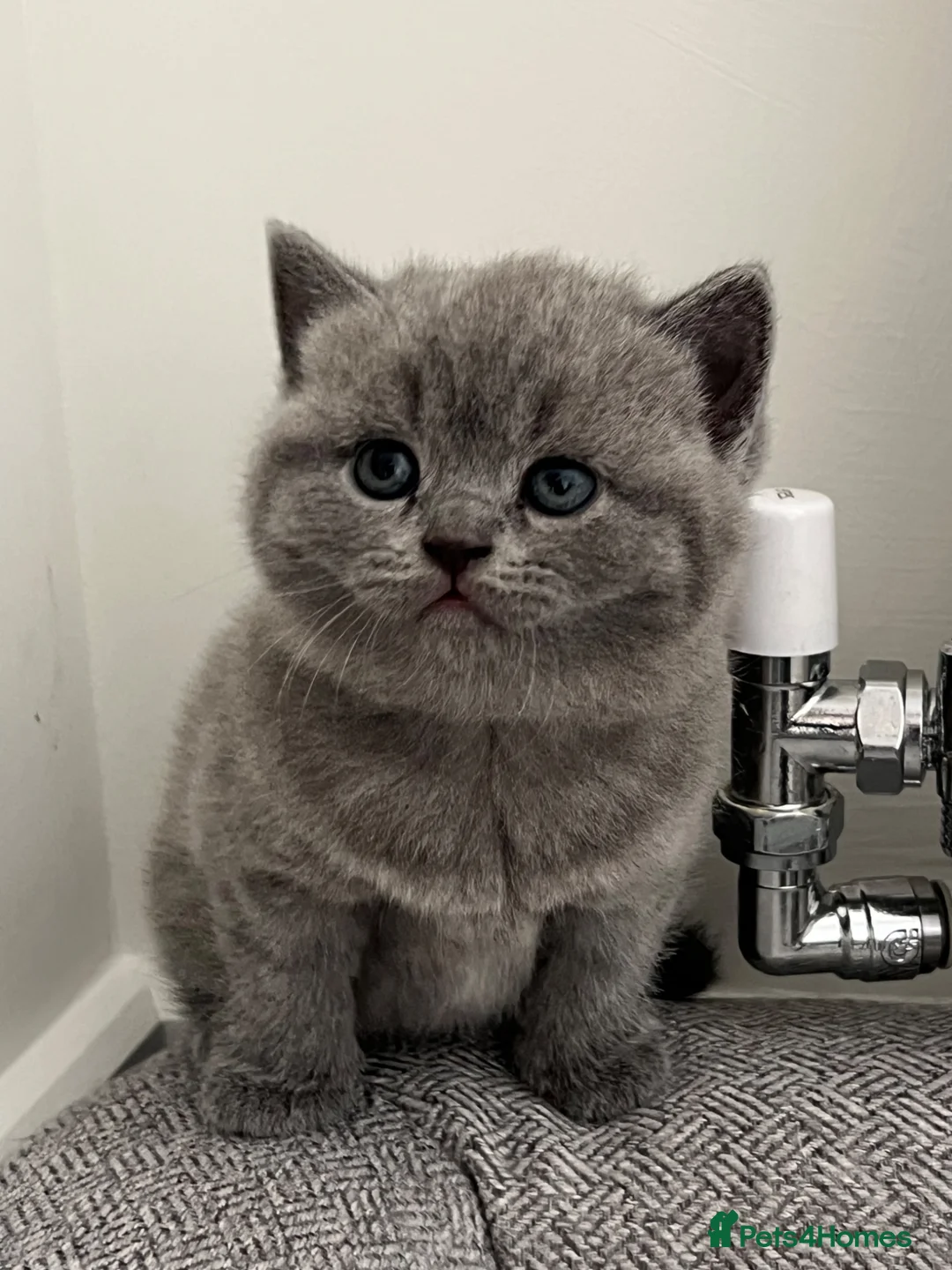 British Shorthair cats for sale: Beautiful BSH Kittens - Advert 2