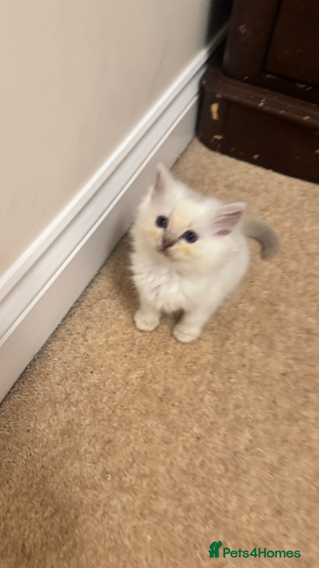 Ragdoll cats for sale: GCCF reg , Rare and milky white Lilac kittens  - Advert 27