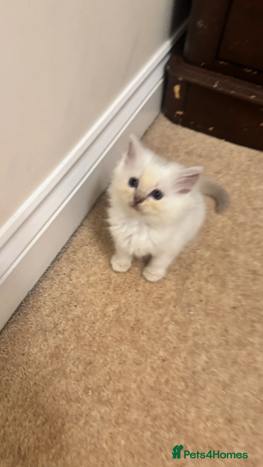 Ragdoll cats for sale: GCCF reg , Rare and icy  white Lilac kittens  - Advert 27