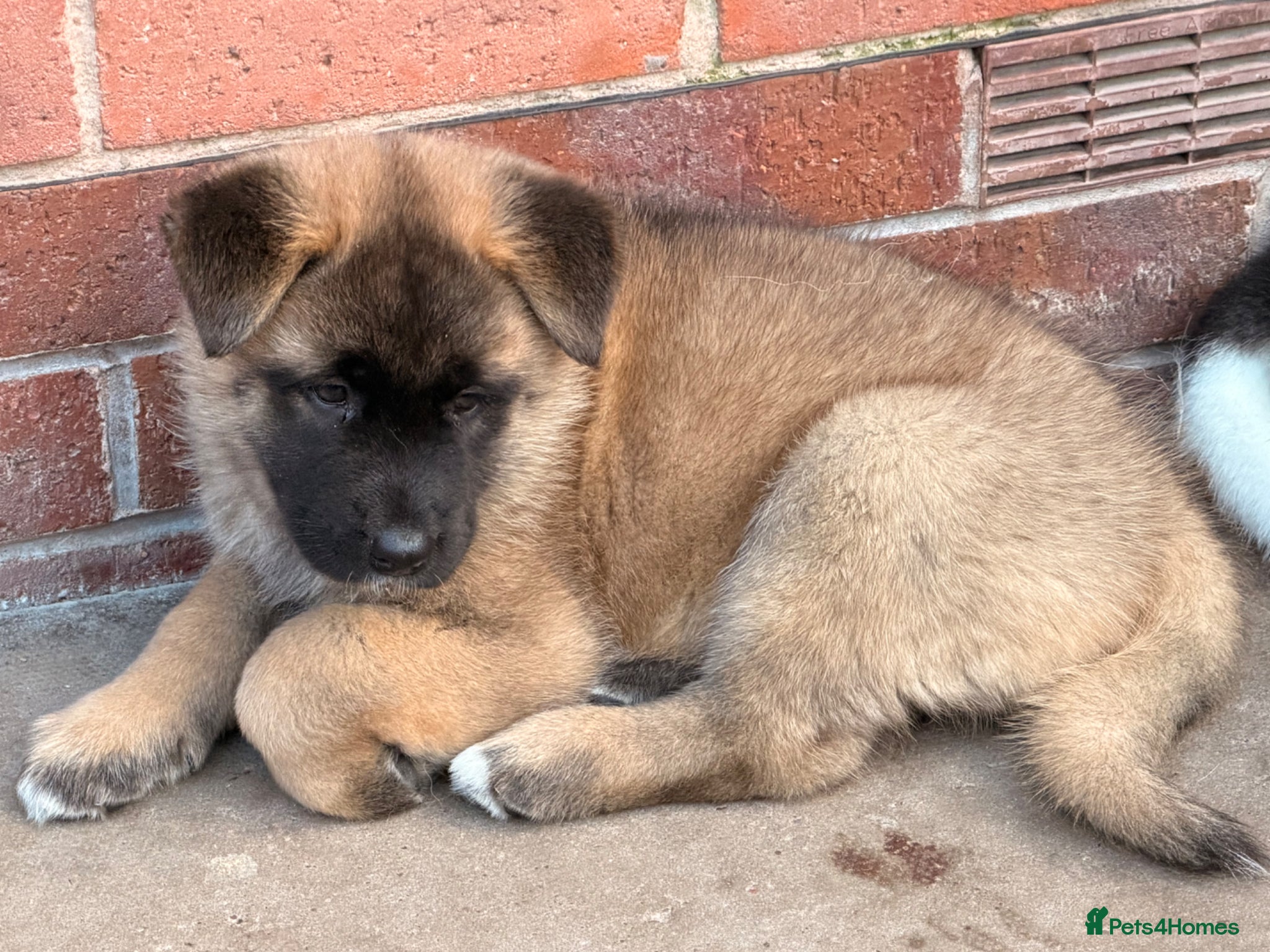Akita dogs for sale: American Akita  - Advert 27