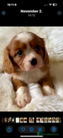 Cavalier King Charles Spaniel dogs ONLY 1 BOY LEFT! STUNNING CAVALIER PUPPIES! - Advert 2