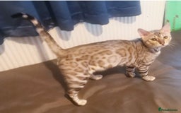 Bengal cats for sale: Cute bengal cat  - Image 9