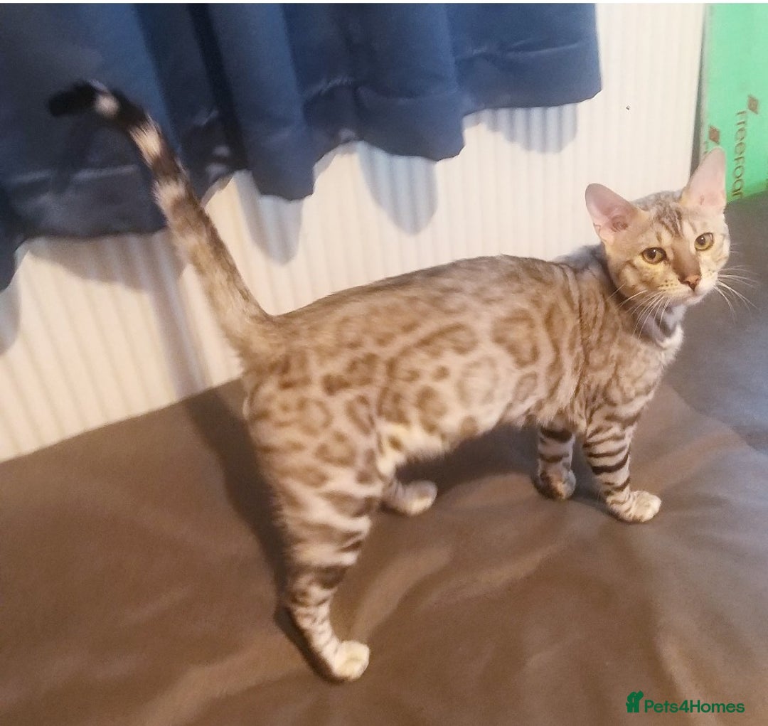 Bengal cats for sale: Cute bengal cat  - Image 9