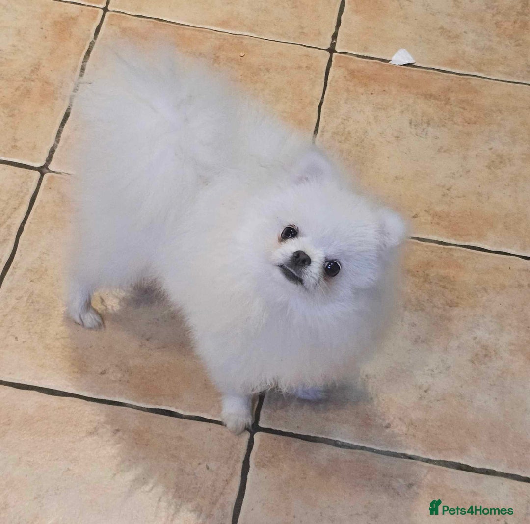 Pomeranian dogs for stud: Kc registered pomeranian white stud dog in Alford - Advert 5