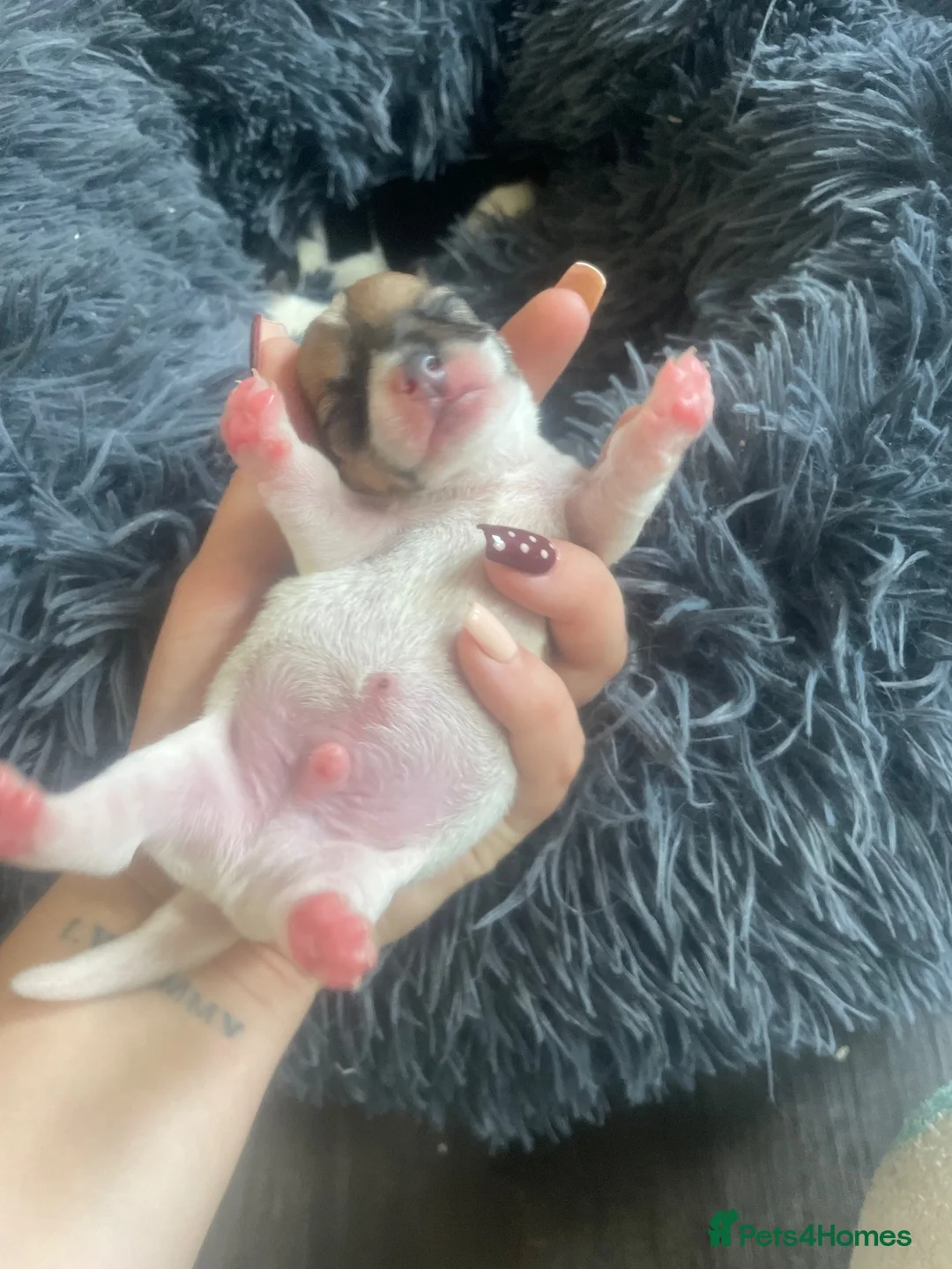 Jack Russell dogs for sale: Beautiful Miniature Jack Russell’s  - Advert 2