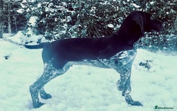 German Shorthaired Pointer dogs for sale: SENSEI-SAINTS German Shorthaired Pointers - Image 7