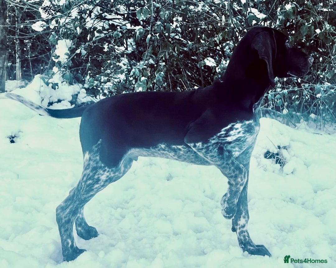 German Shorthaired Pointer dogs for sale: SENSEI-SAINTS German Shorthaired Pointers - Image 7