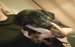 Miniature Dachshund dogs for sale: Miniature dachshund puppies  - Advert 9