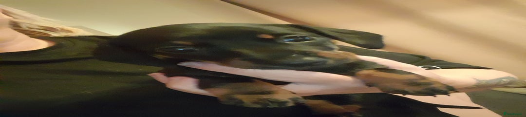 Miniature Dachshund Puppy 2