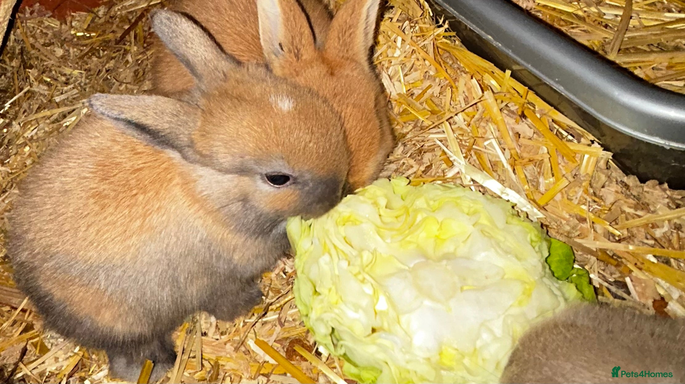 Mixed Breed rabbits Mini lop x lop 3 left ready 10th Jan - Advert 8