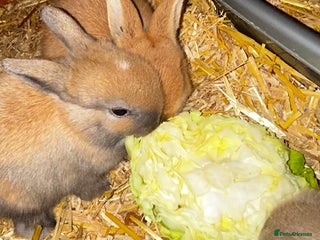 Mixed Breed rabbits Mini lop x lop 3 left ready 10th Jan - Advert 4