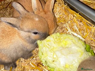 Mixed Breed rabbits Mini lop x lop 3 left ready 10th Jan - Advert 6