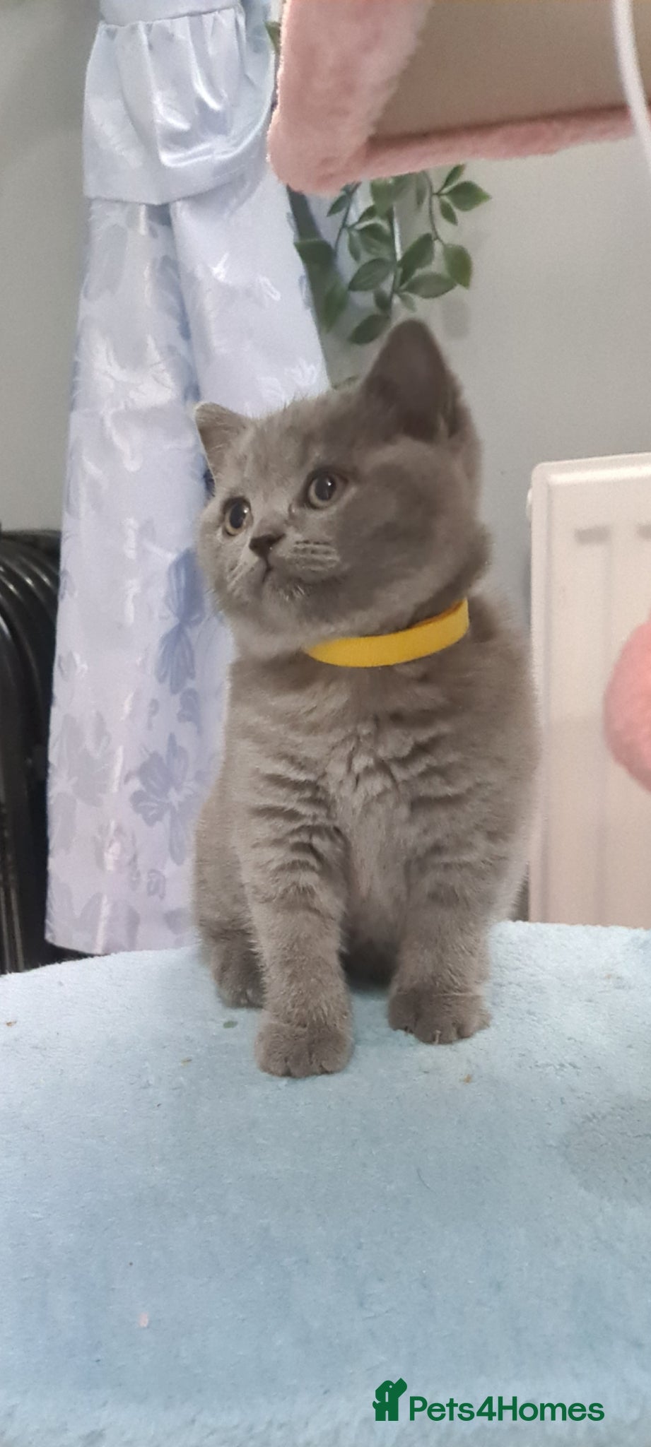British Shorthair cats British Shorthair kittens  - Advert 1
