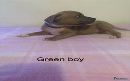 Staffordshire Bull Terrier dogs for sale: Beautiful coloured staffies - Image 10