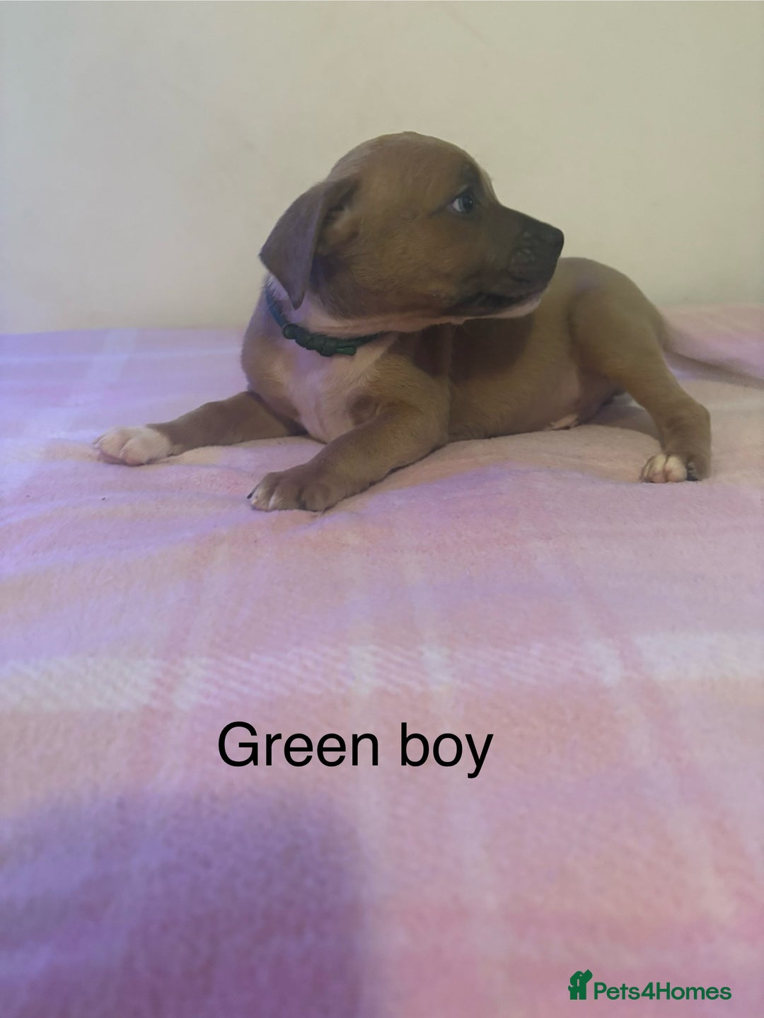 Staffordshire Bull Terrier dogs for sale: Beautiful coloured staffies - Image 10