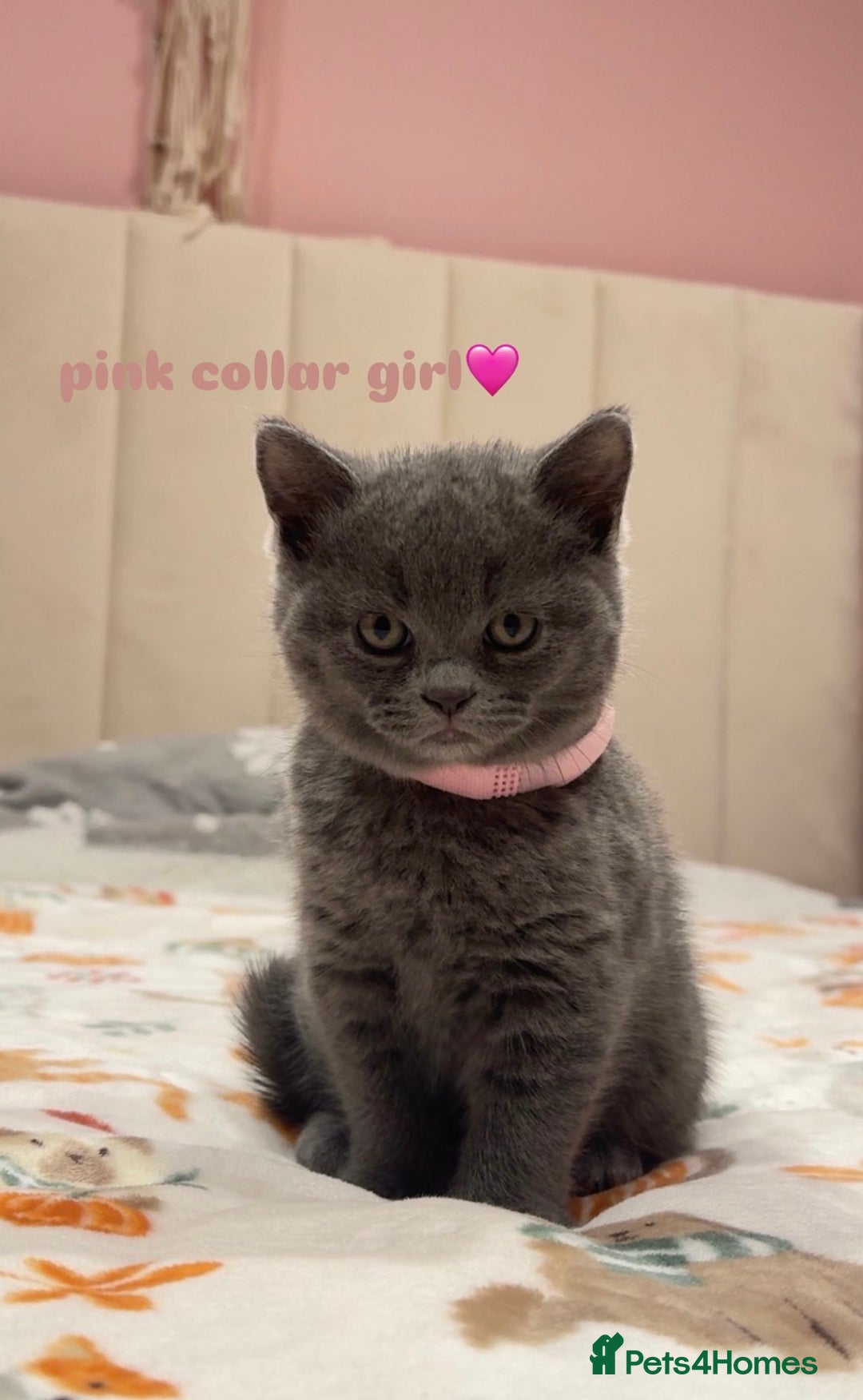 British Shorthair cats for sale: Gorgeous British Shorthairs - Advert 7