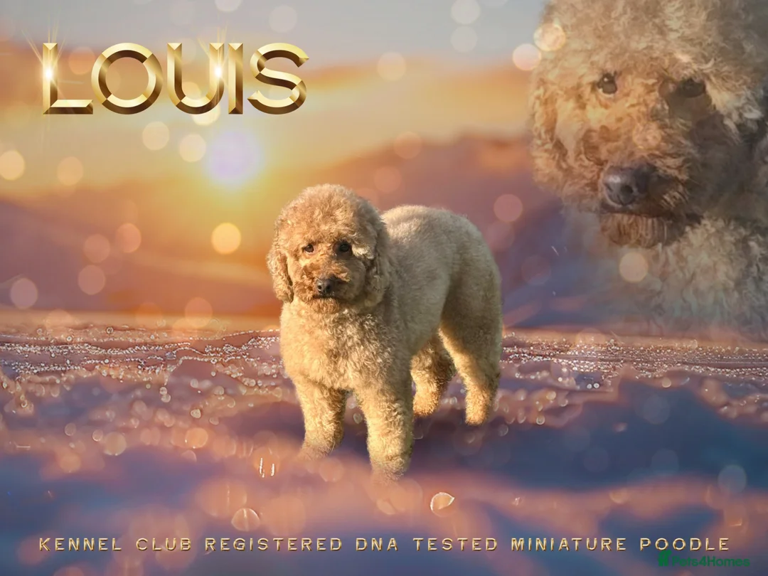 Miniature Poodle dogs for stud: Kc reg apricot  dna fully tested min poodle stud in Market Drayton - Advert 6