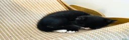 Mixed Breed cats for sale: Black & White Tuxedo Male Kitten  - Advert 7