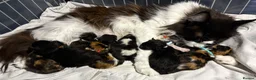Maine Coon cats for sale: Outstanding GCCF Registered Maine Coon Kittens 🐾  - Advert 3