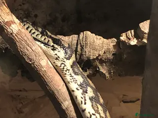 Python Snake reptiles Carpet Python - Advert 1