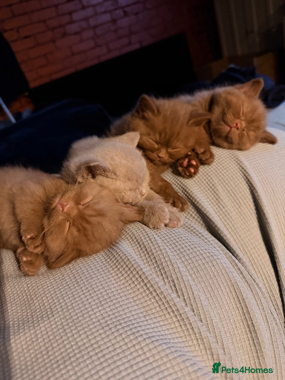 British Shorthair cats for sale: Cinnamon British shorthair kittens - Advert 8