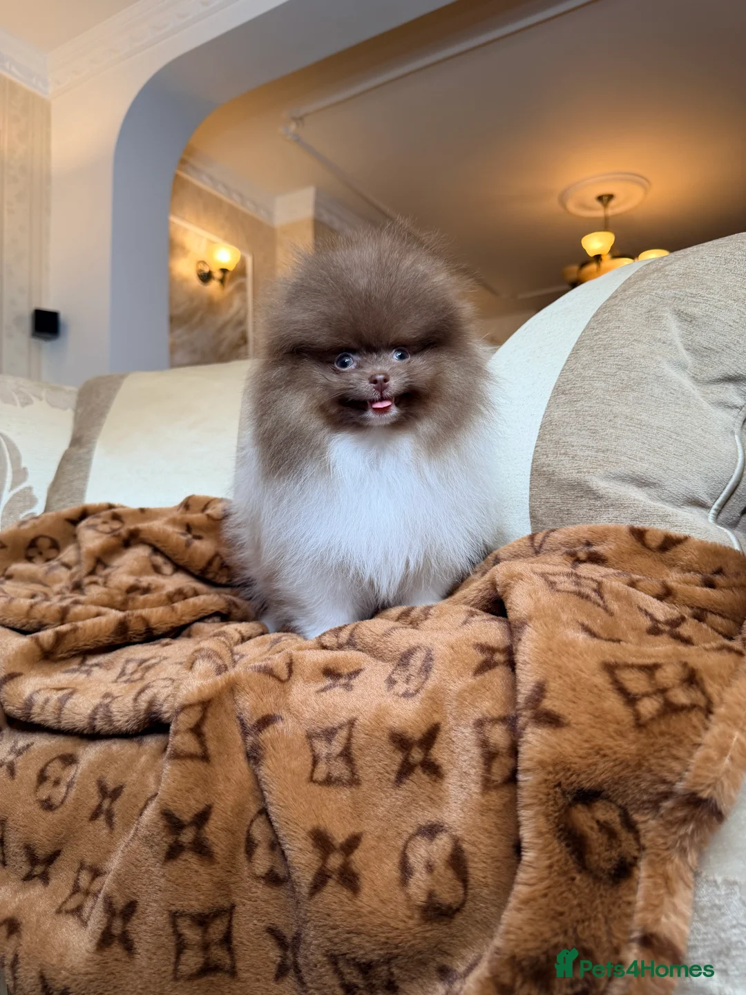 Pomeranian dogs for sale: Cute Pomeranian Boys and Girls  - Advert 37