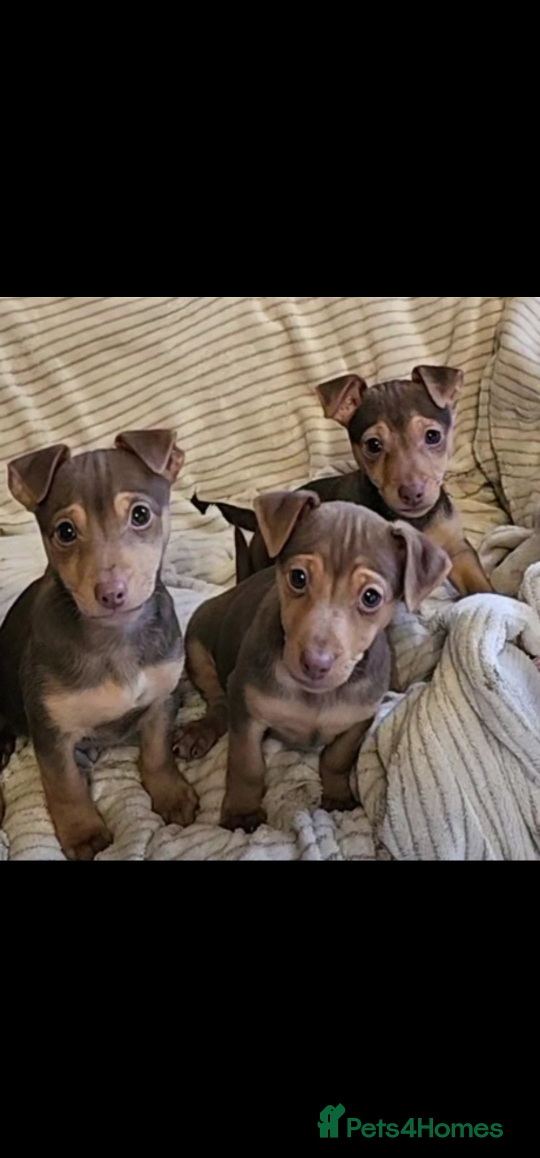 Jack Russell dogs Gorgeous Chocolate and Tan Jack Russell Puppies - Advert 2