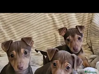 Jack Russell dogs Gorgeous Chocolate and Tan Jack Russell Puppies - Advert 2