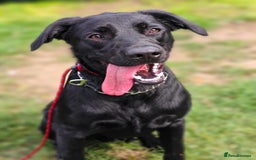 Mixed Breed dogs for adoption: Ben     - Image 4