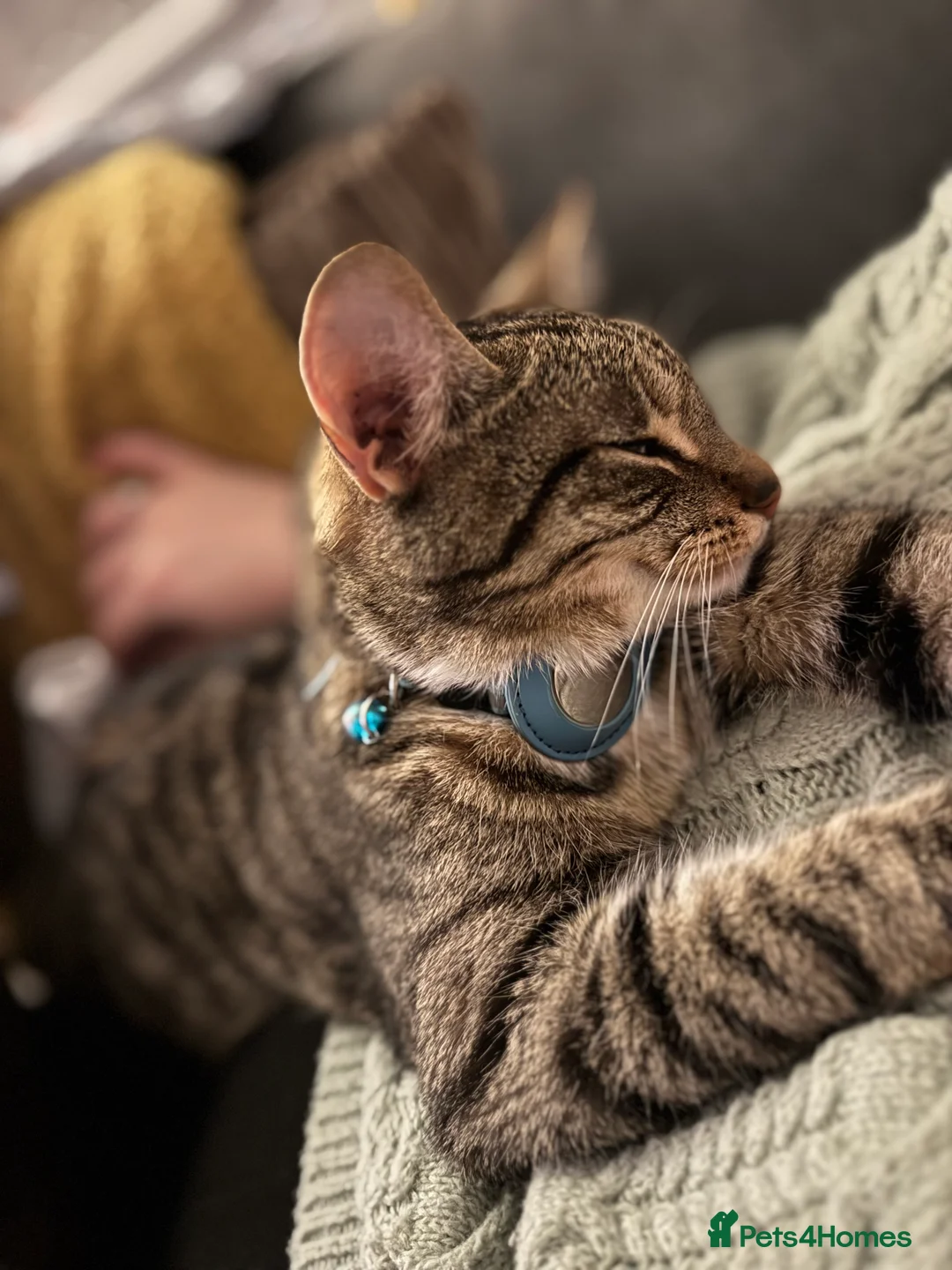 British Shorthair cats for sale: British shorthair  - Advert 4