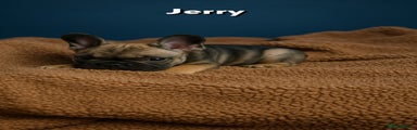Jerry