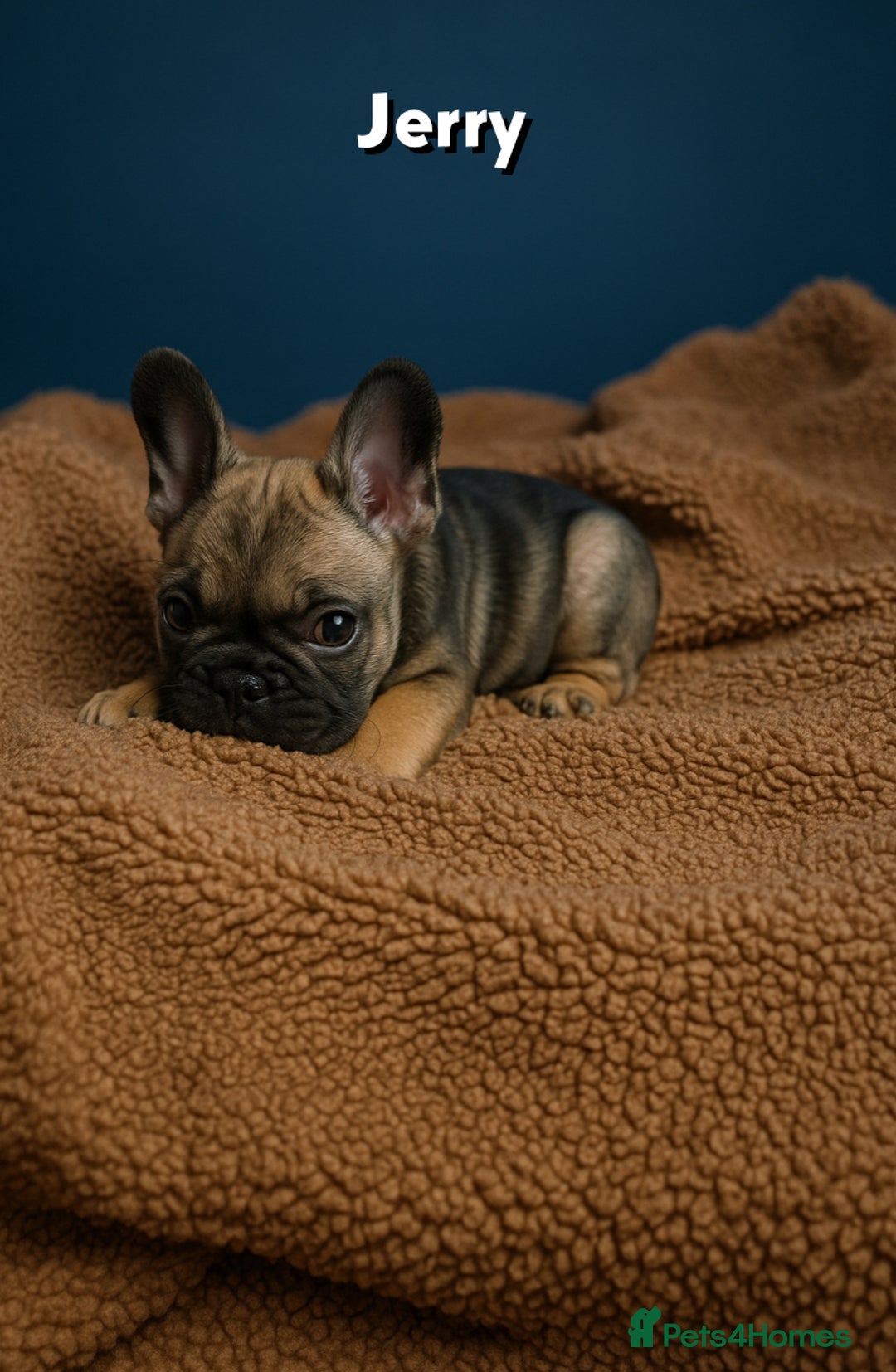 French Bulldog dogs for sale: 4 Of The Cutest Frenchie Puppies 💕 - Advert 5