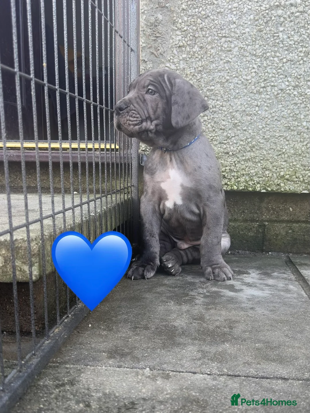 Mixed Breed dogs for sale: Presa X Neo puppies R2G! last available female  - Advert 15