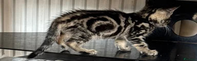 Bengal 10