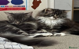 Mixed Breed cats for sale: One kitten - Advert 4