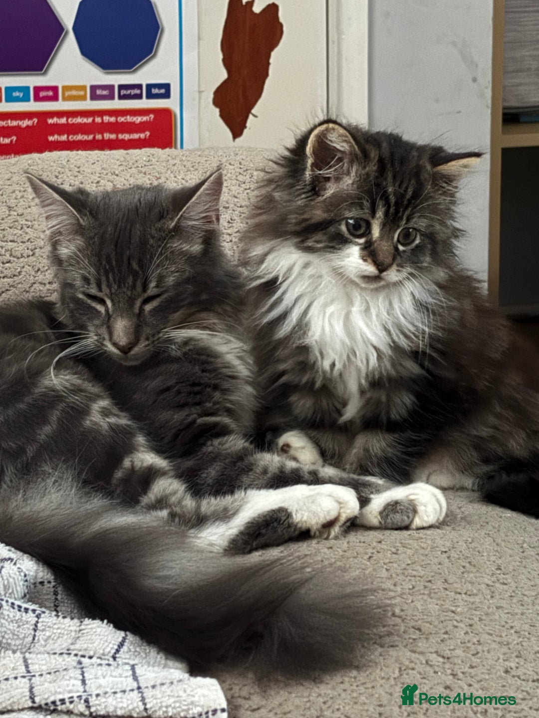 Mixed Breed cats for sale: One kitten - Advert 4