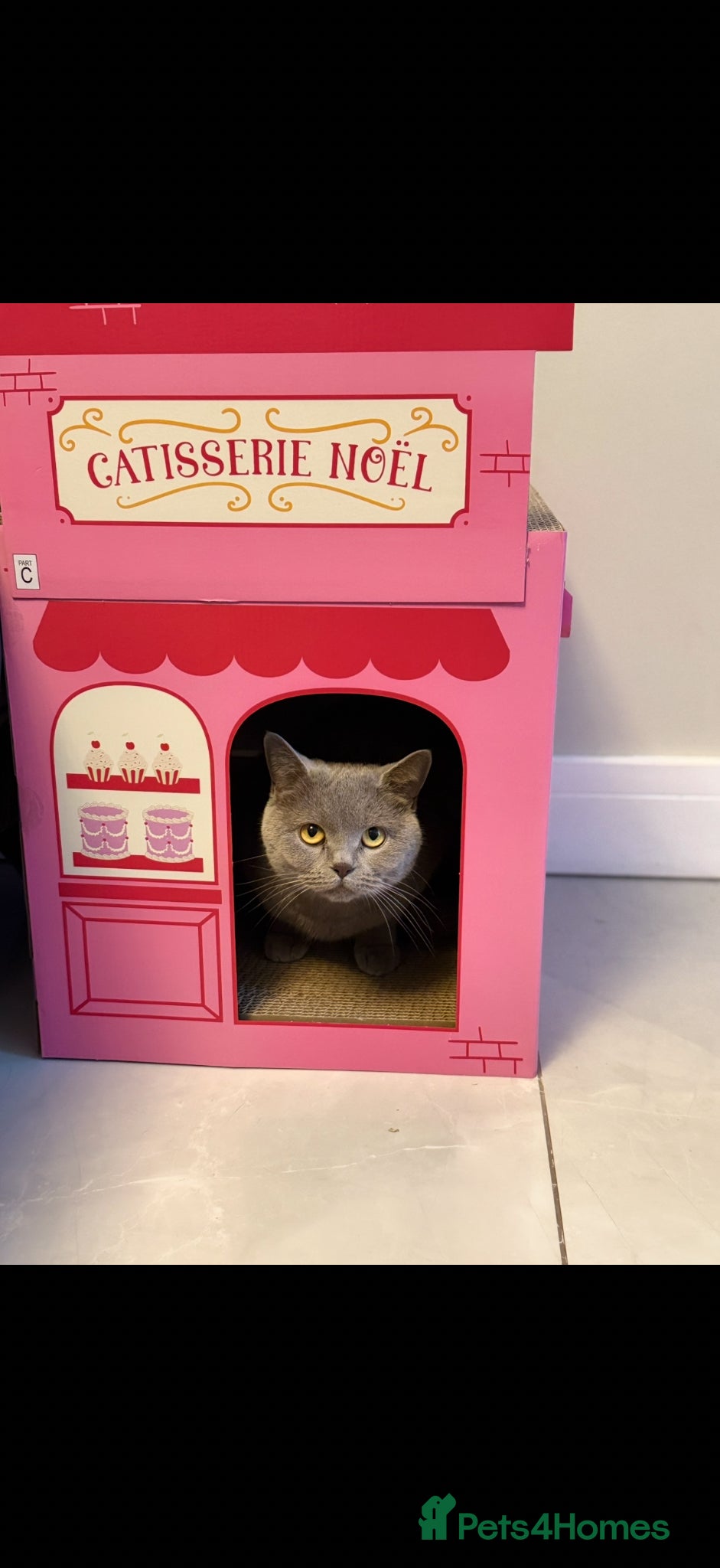 British Shorthair cats for sale: Stunning GCCF-Registered British Shorthair Kittens - Advert 23