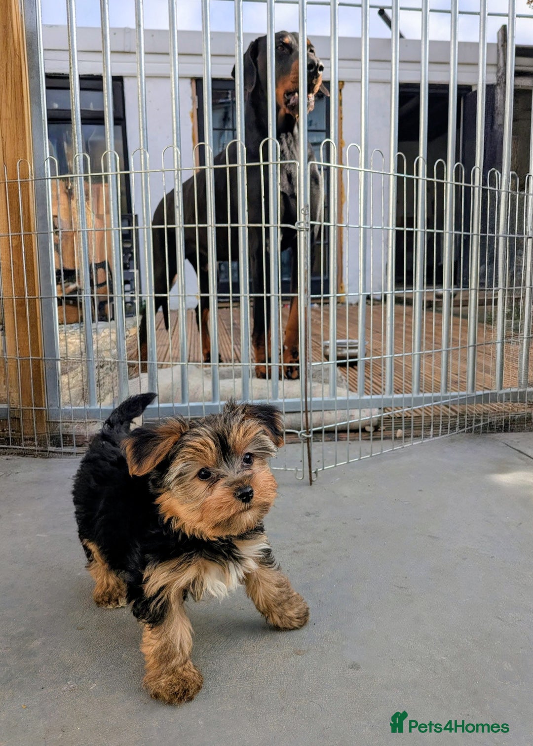 Yorkshire Terrier dogs for sale: 3 Male Yorkshire terriers left  - Image 16