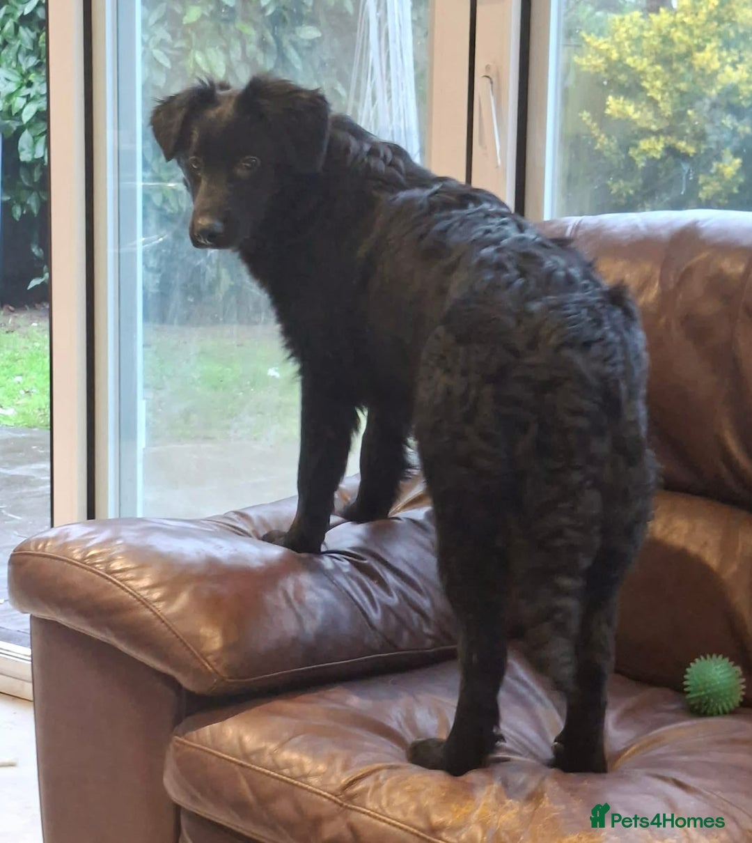 Mixed Breed dogs for adoption: Tara - North Walsham Norfolk  - Advert 2