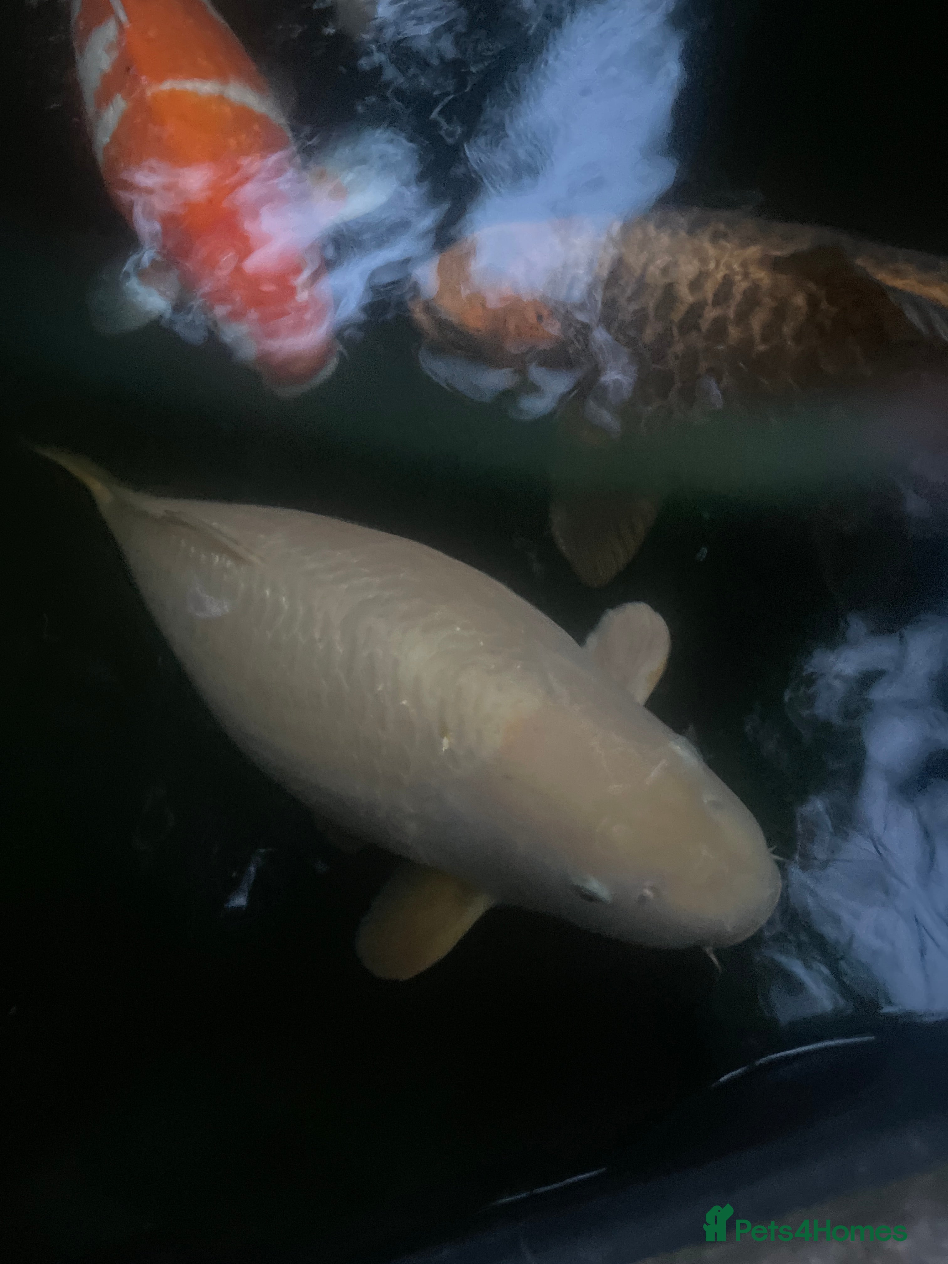 Koi Carp fish 6 koi and 1 ghost all about 60cm - Advert 10