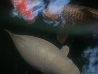 Koi Carp fish 6 koi and 1 ghost all about 60cm - Advert 2