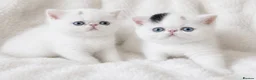 Exotic cats for sale: Superb quality rare exotic kittens. - Advert 10