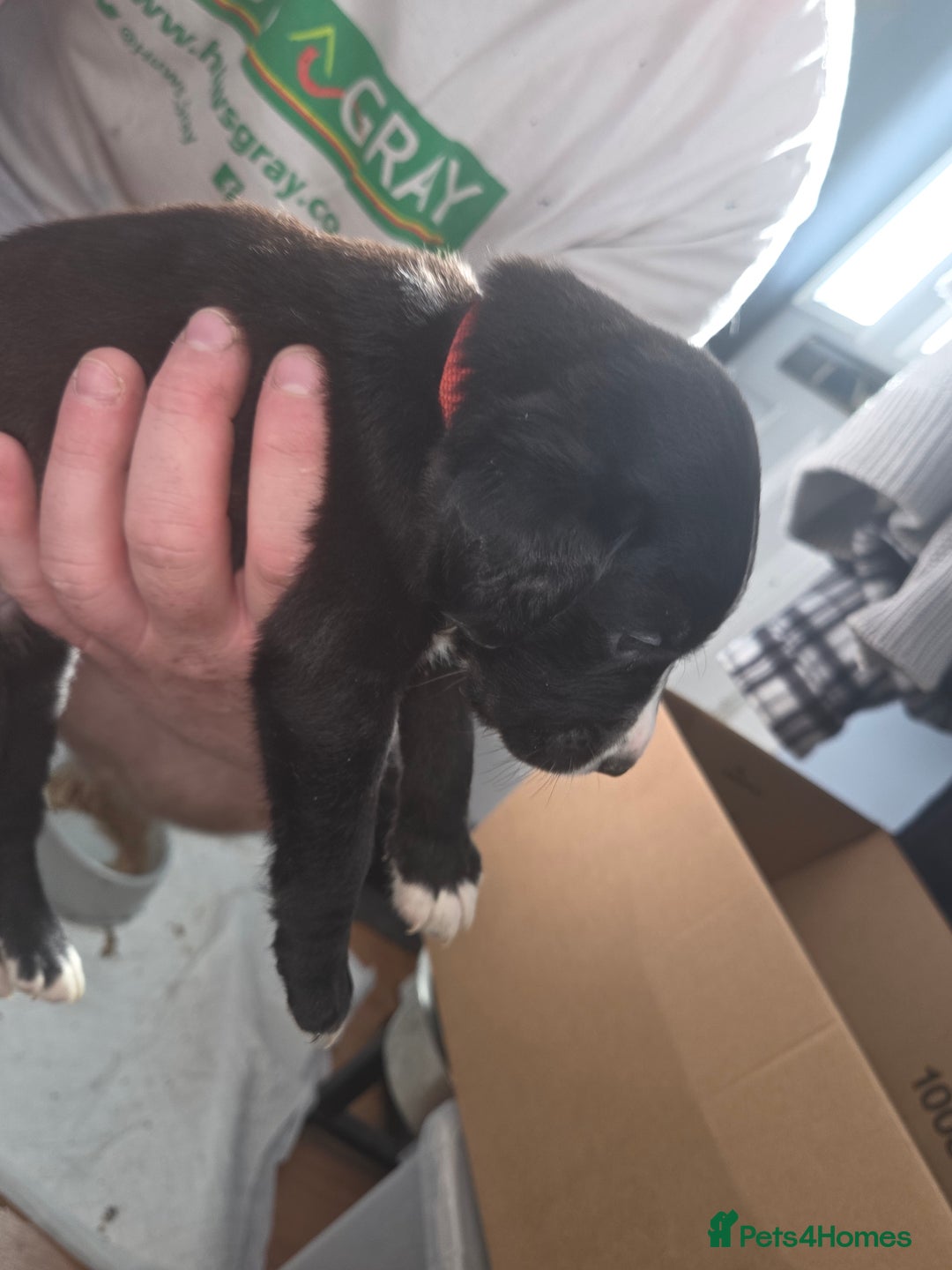 Mixed Breed dogs for sale: Labrador/irish wolf hound  - Image 27
