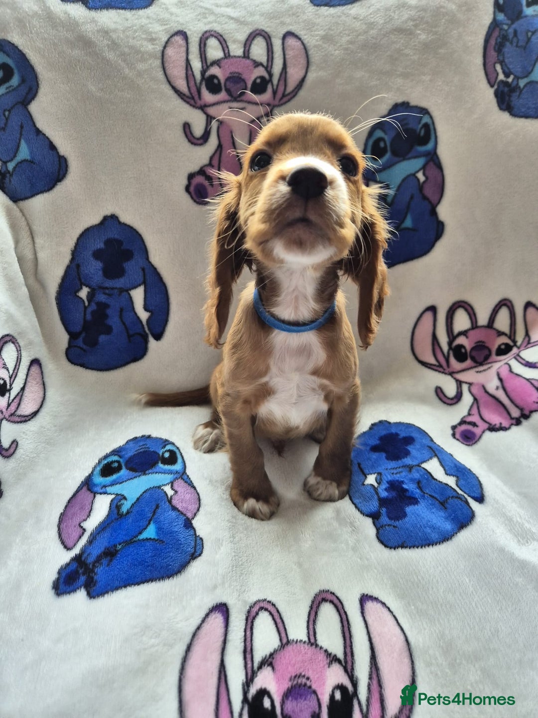 Cocker Spaniel dogs for sale: Working type cocker spaniels - last puppy! - Image 2