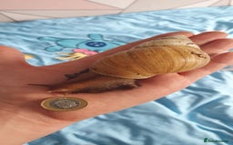 Snails invertebrates for sale: Giant African land snails - Image 3