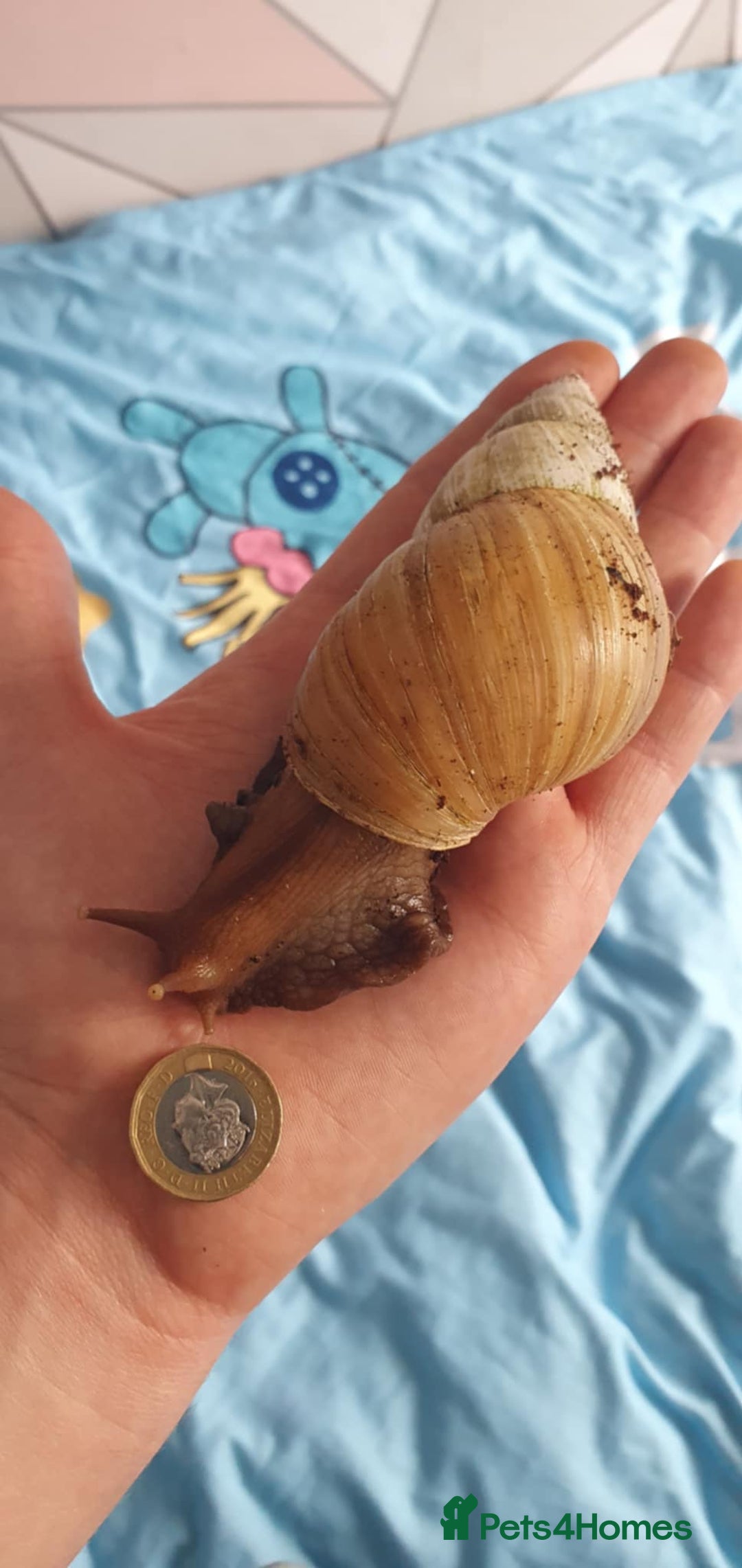 Snails invertebrates for sale: Giant African land snails - Image 3